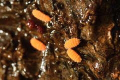 Bilobella aurantiaca