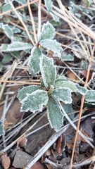 Ceanothus prostratus