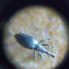 Apioninae