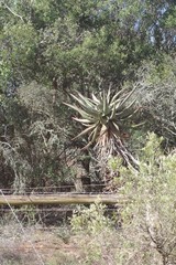 Aloe ferox