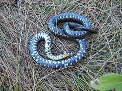 Natrix natrix scutata