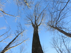 Fraxinus profunda