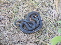 Natrix natrix scutata