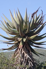 Aloe ferox