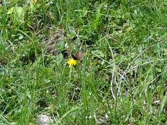 Erebia pharte