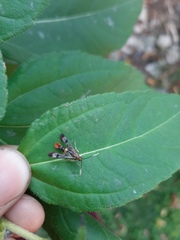 Synanthedon acerrubri