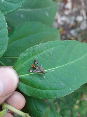 Synanthedon acerrubri