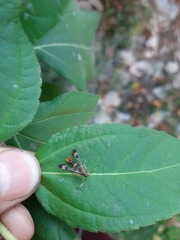 Synanthedon acerrubri