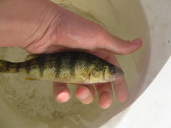 Perca flavescens