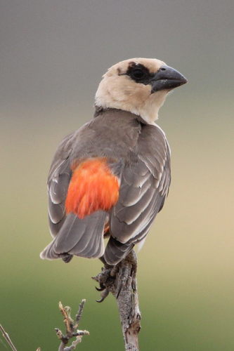 White-headed Buffalo Weaver (Dinemellia dinemelli), photo 7