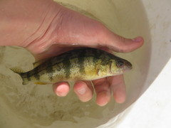 Perca flavescens