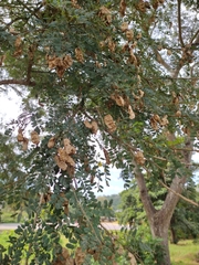 Diphysa carthagenensis