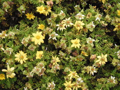 Lecocarpus pinnatifidus