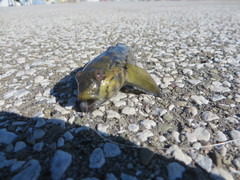 Neogobius melanostomus