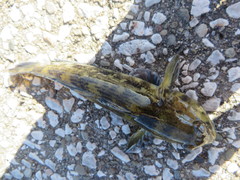 Neogobius melanostomus