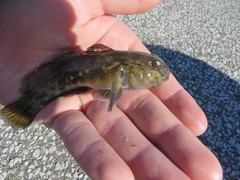Neogobius melanostomus