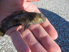 Neogobius melanostomus