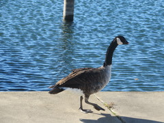 Branta canadensis