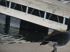 Branta canadensis