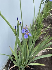 Trimezia coerulea
