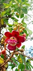Couroupita guianensis