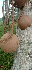 Couroupita guianensis