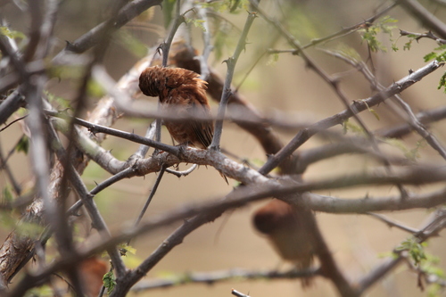 Chestnut Sparrow (Passer eminibey), photo 10
