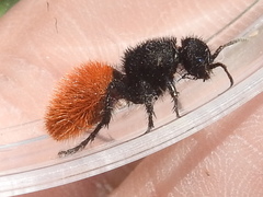 Dasymutilla nogalensis