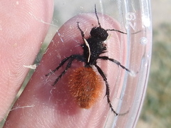 Dasymutilla nogalensis