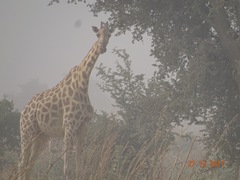 Giraffa camelopardalis peralta