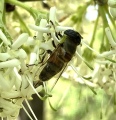 Phytomia incisa