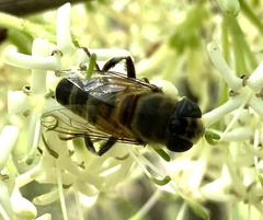 Phytomia incisa