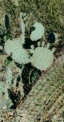 Opuntia chlorotica