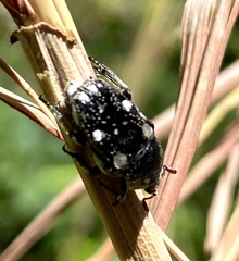 Cymophorus