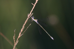 Lestes dryas