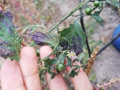 Solanum