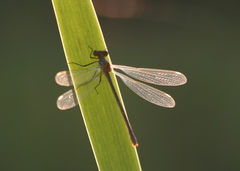 Chalcolestes viridis