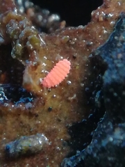 Bilobella braunerae