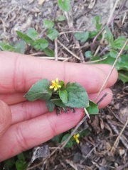 Calyptocarpus vialis