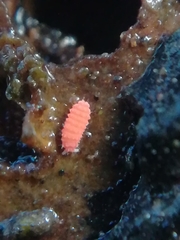 Bilobella braunerae