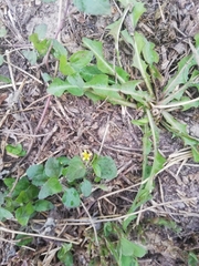 Calyptocarpus vialis