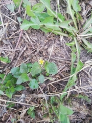 Calyptocarpus vialis