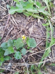 Calyptocarpus vialis