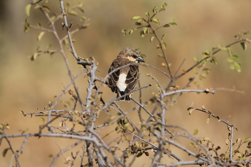 Donaldson Smith's Sparrow-Weaver (Plocepasser donaldsoni), photo 2