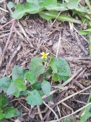 Calyptocarpus vialis