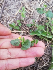 Calyptocarpus vialis