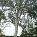 Pinus bungeana - Photo (c) 用心阁, osa oikeuksista pidätetään (CC BY-NC)