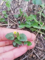 Calyptocarpus vialis