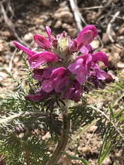 Pedicularis rubens
