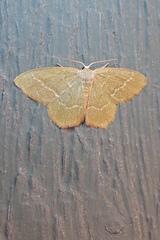 Thalera pistasciaria
